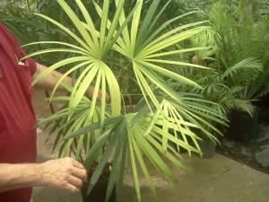 Rhapis multifida, 7g, variegated (2).jpg